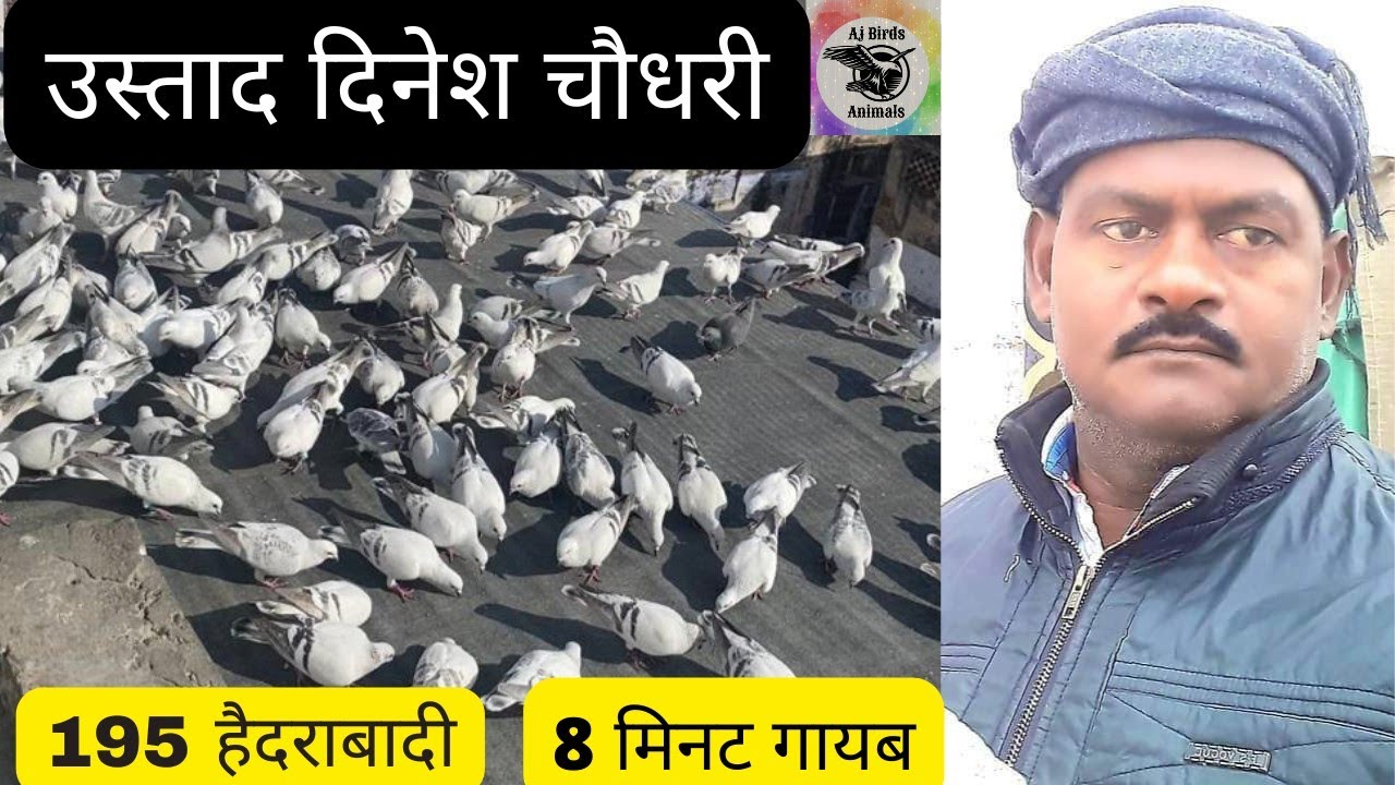 उस्ताद दिनेश चौधरी जी का कबूतर 8 मिनट गायब #shortvideoviral (आगरा की कबूतर बाज़ी) 21-02-2022
