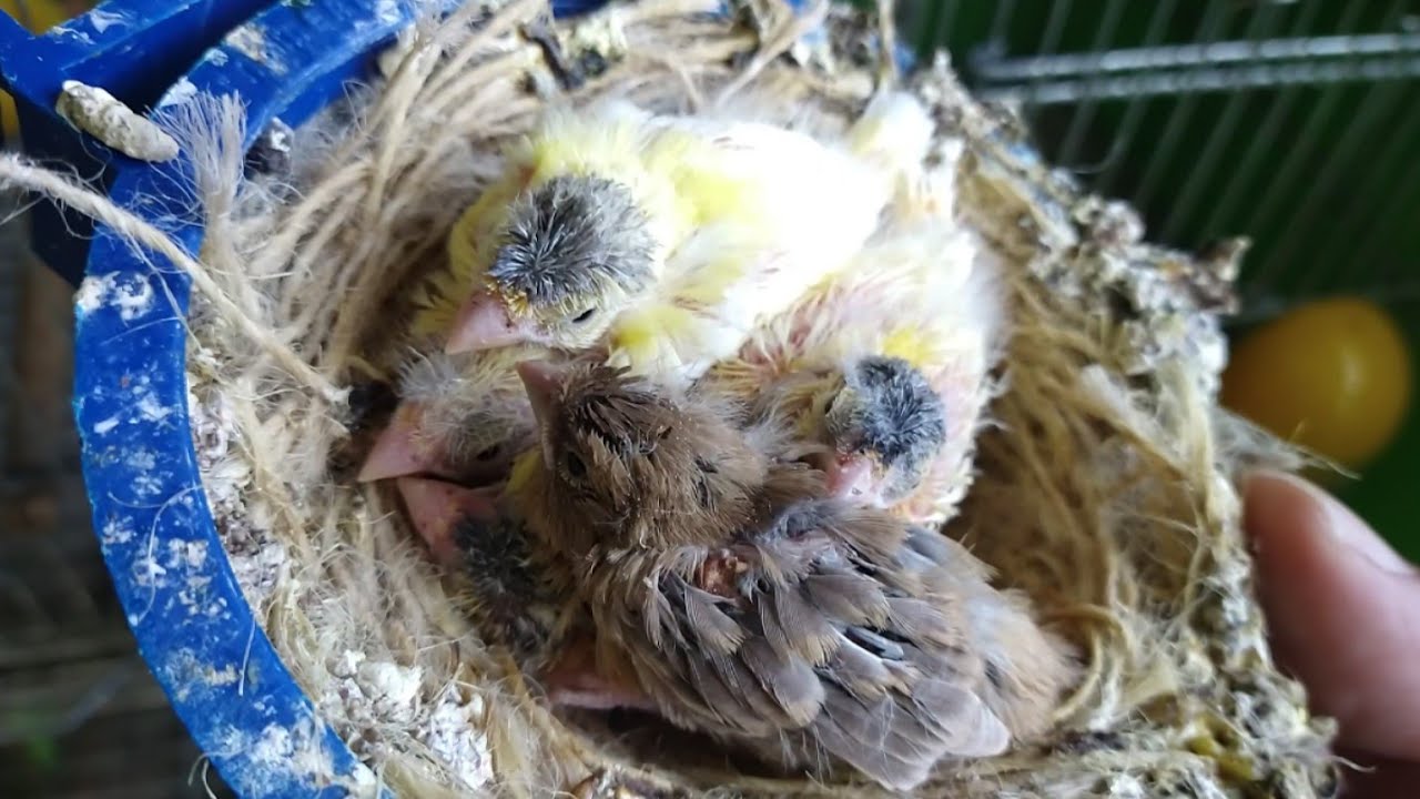 Qual a hora certa pra trocar o ninho!? | What is the right time to change the nest ?