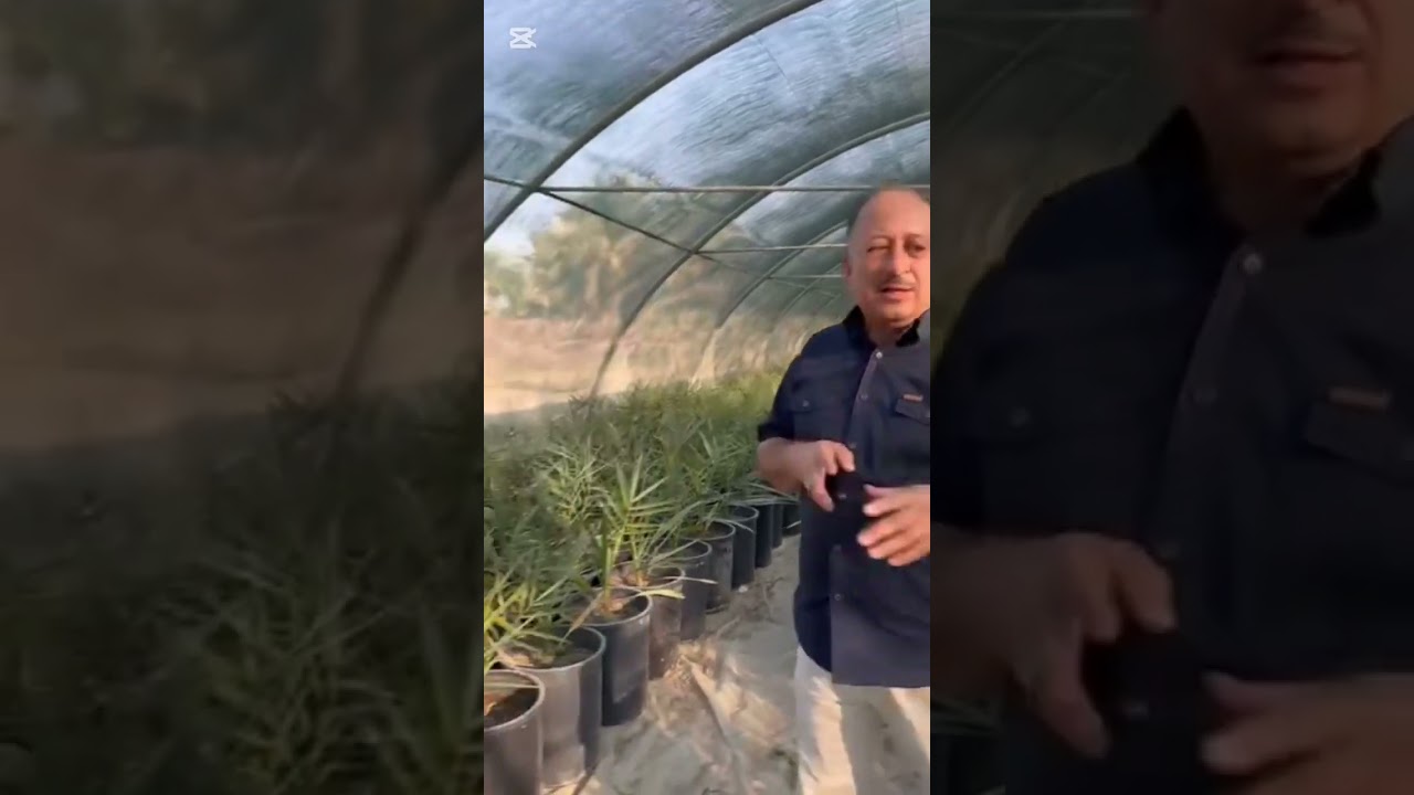 كادر شركة البشير العالمية يوضح لكم أصناف النخيل النسيجي وجودتها مشاهدة طيبة. #البشير_مشروع_وطن