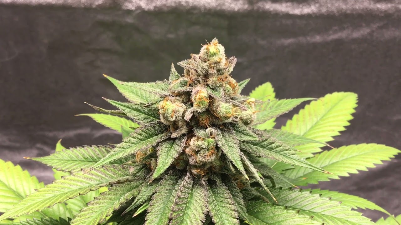 MSNL Seeds Girl Scout Cookies 🏹