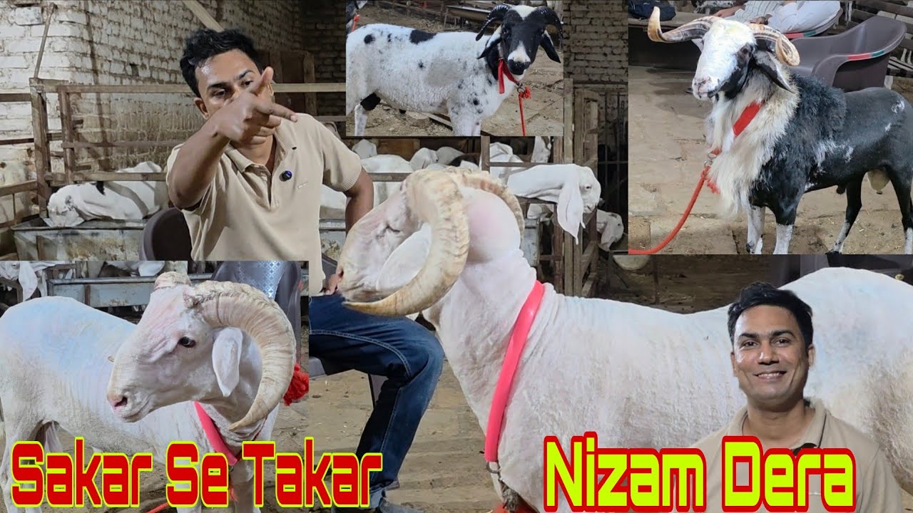 Ab Nahi Chodunga | Seene Main Jigra Hona Chahiye | End Collection Mende Nizam Dera Bhiwandi King.