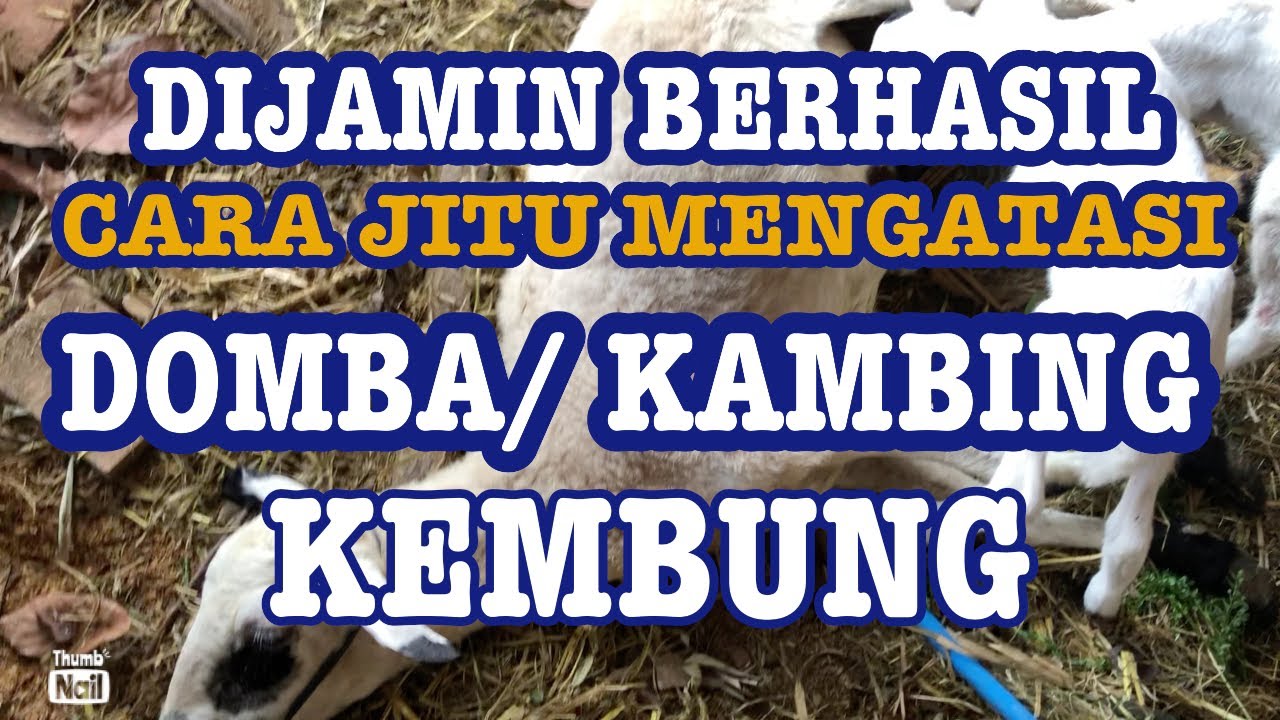 Penanganan Domba/ Kambing Kembung/ Bloat #kambingkembung #dombakembung #bloating #bloat #fyp