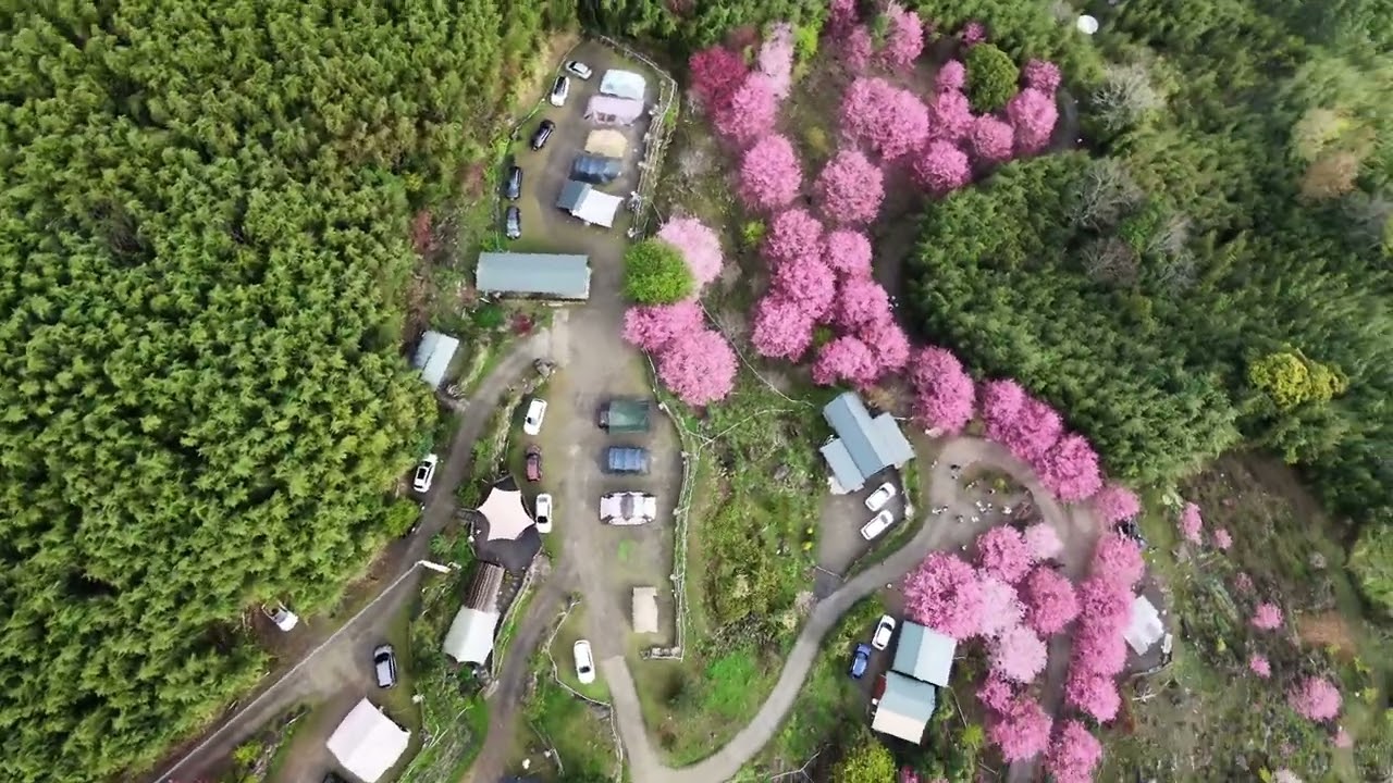 20260228 新竹 宇老 遇見嵨繞櫻花區