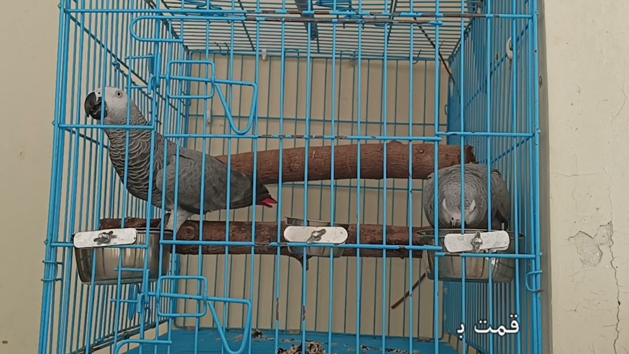 قصتي مع زوج كاسكو قصه جميله ب نهايه سعيده 🙂