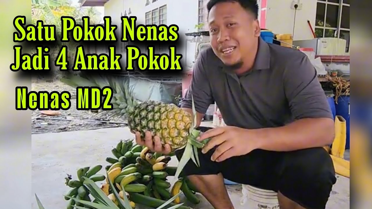 Cara Buat Pokok Nenas Jadi Banyak | Perbanyakkan Bibit Nenas MD2 | Cara Tanam Nenas