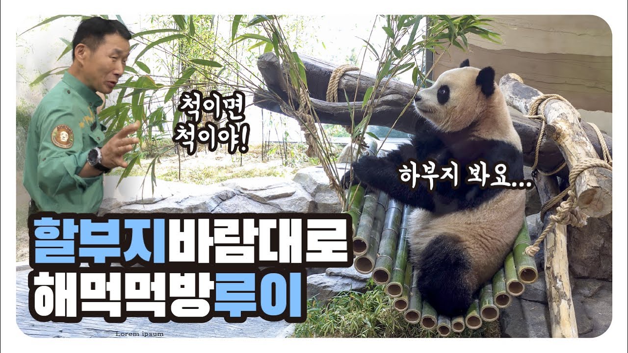 할부지 바람대로 루이 척이면 척! 해먹에서 먹방, 물난리 난 판월