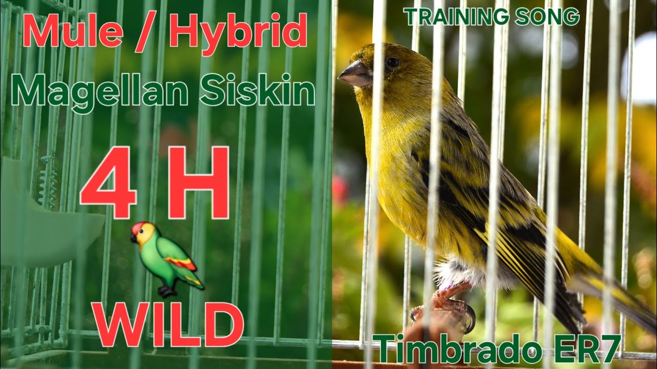 Hybrid 🦜 - Mule - Canary Training Song - 4 H - Magellan Siskin x Timbrado Espa&ntilde;ol Mixto