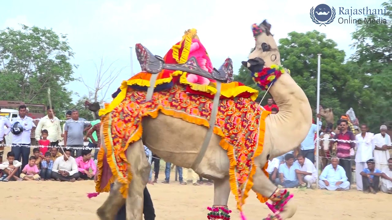 मेले के अंदर राजस्थानी ऊंट ने किया गजब का डांस | New camel Dance 2018 | New Marwadi dj song 2018