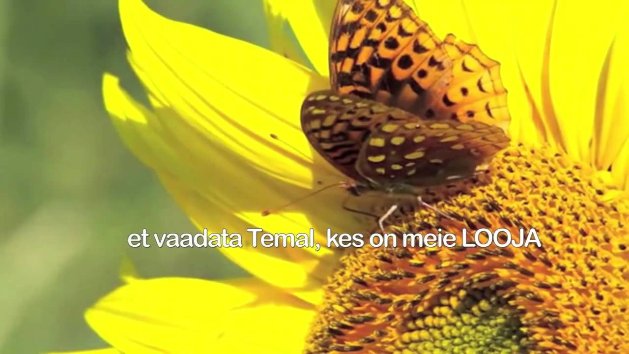 Timo Lige - Lootuse lill