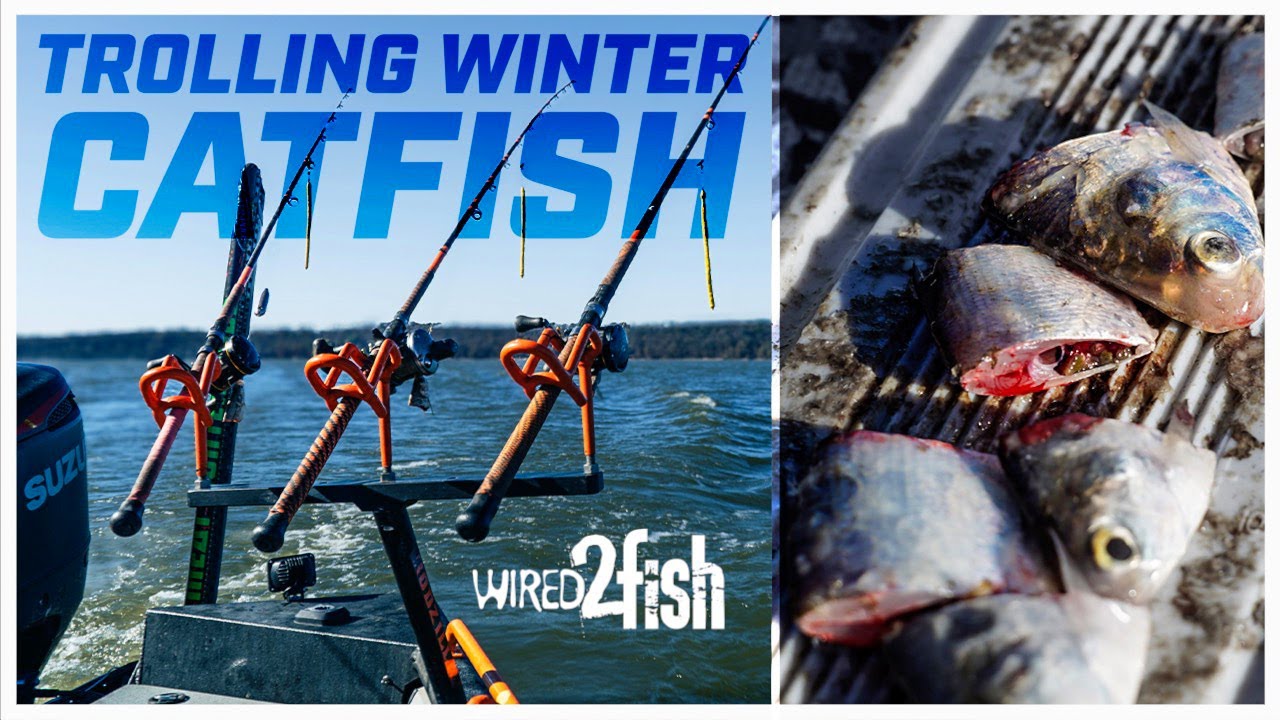 Planer Boards for Winter Catfish: Expert Tips Revealed