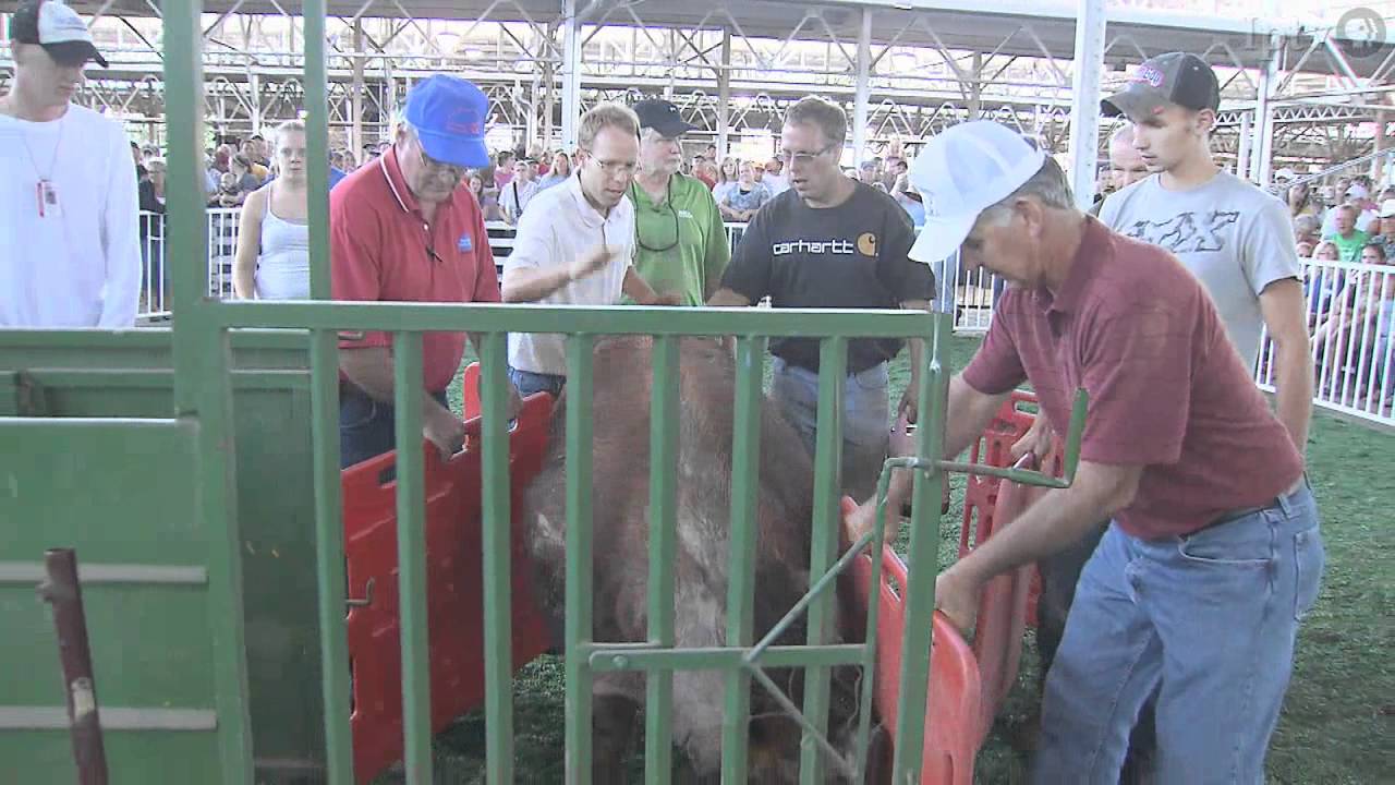 Big Animals - Iowa State Fair 2011