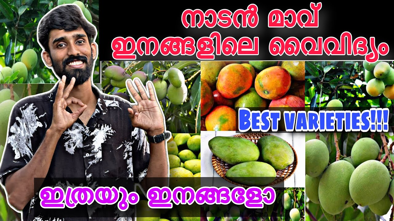 നാടൻ മാവ് 🥭ഇനങ്ങളിലെ  വൈവിധ്യം | Best local mango varieties | എത്രയും ഇനങ്ങളോ😱