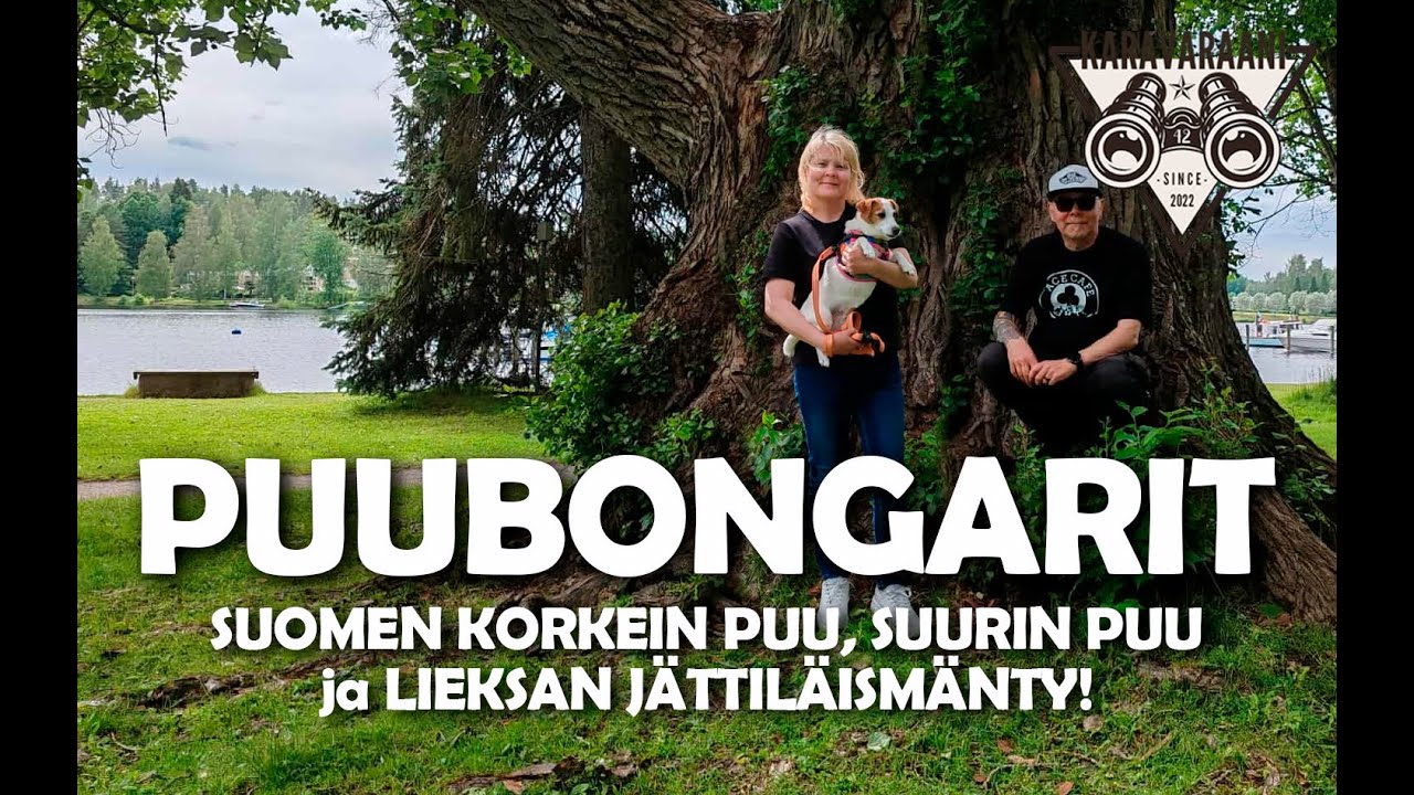 PUUBONGARIT | Suomen korkein puu, Suomen suurin puu ja Lieksan Jättimänty