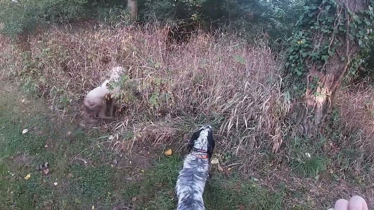 Chasse aux chiens d'arrêt en Bretagne 😁 😁😁