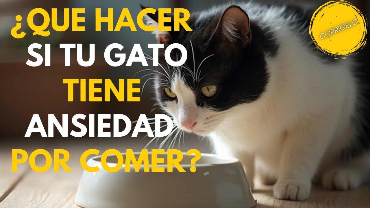 QUE HACER para que el Gato no COMA con ANSIEDAD