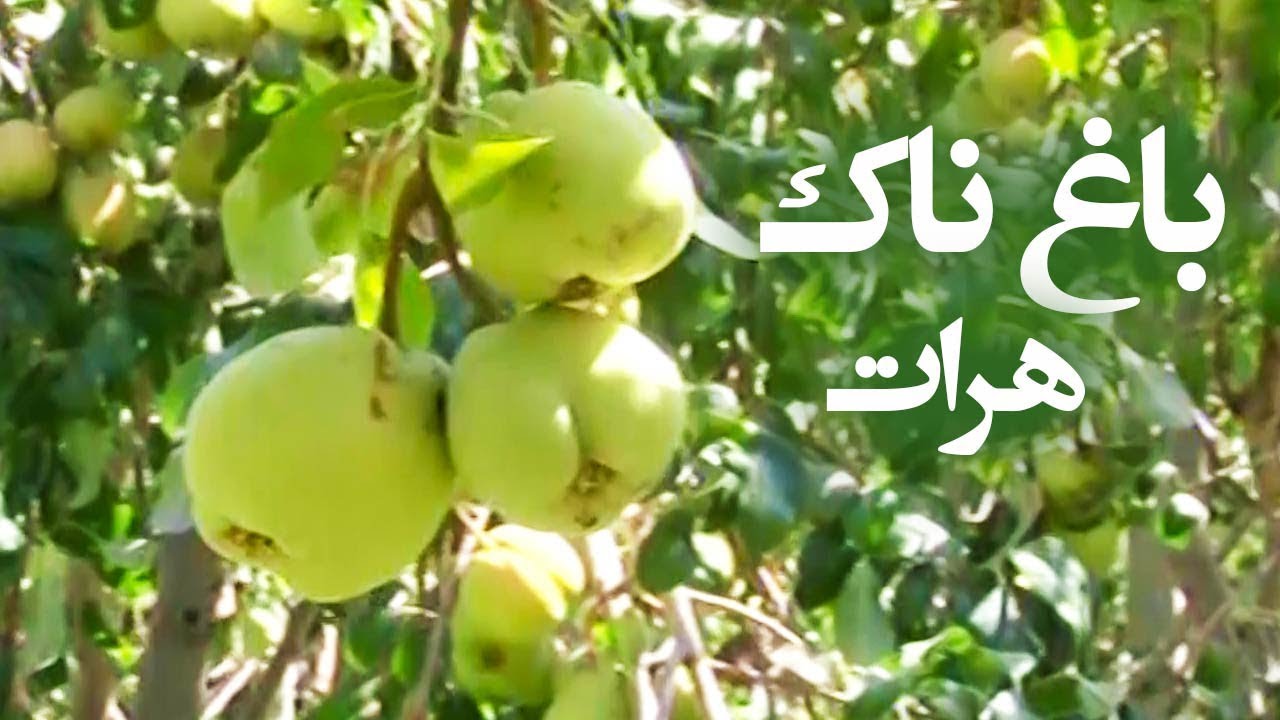 Afghan Garden - Pears Garden in Herat / باغ ناک در هرات