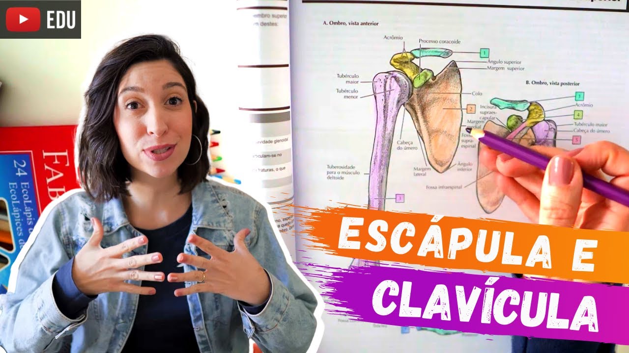 Cíngulo do membro superior: ESCÁPULA e CLAVÍCULA. Anatomia para colorir!