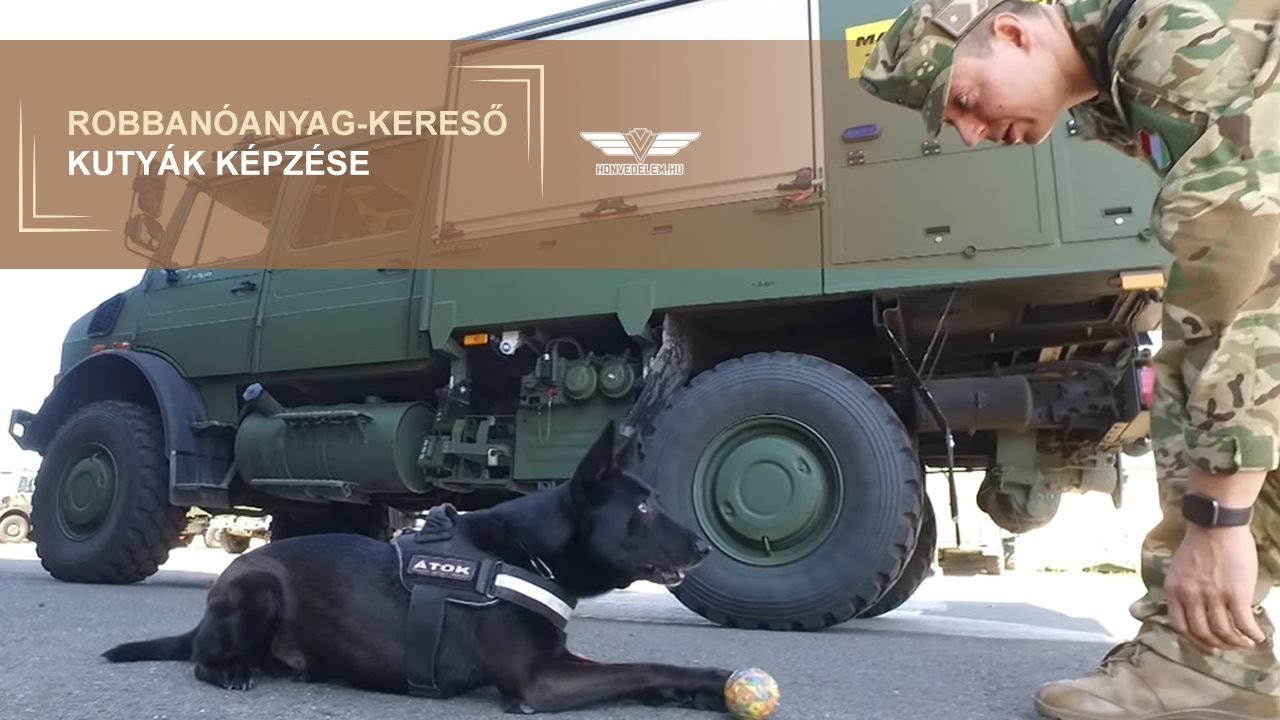 Robbanóanyag-kereső kutyák képzése