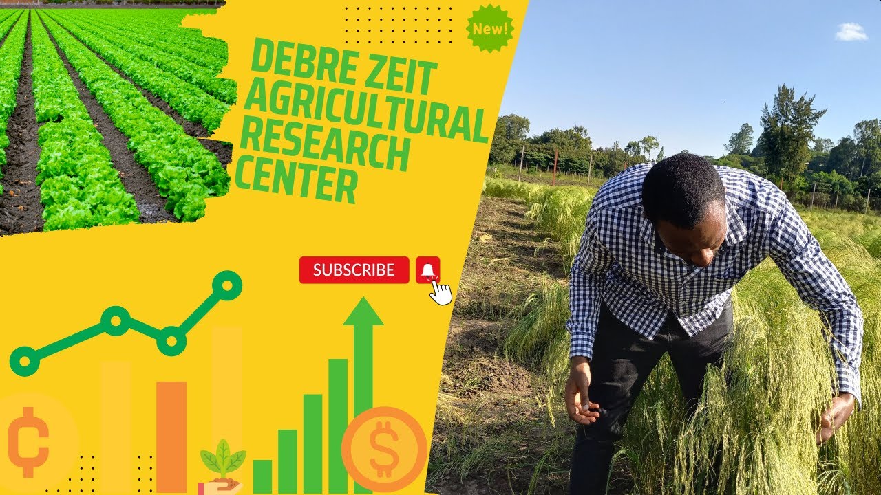 Field Visit at DebreZeit Agricultural Research center