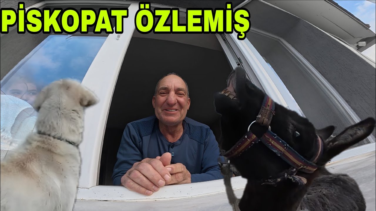 AMELİYAT OLAN BABAMA HAYVANLARIN TEPKİSİ.ŞİFA YEMEKLERİ YAPIYORUZ..