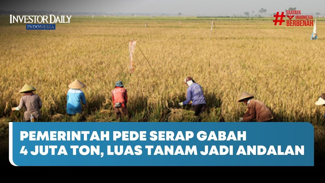 Pemerintah Pede Serap Gabah 4 Juta Ton, Luas Tanam Jadi Andalan - Investor Daily TV