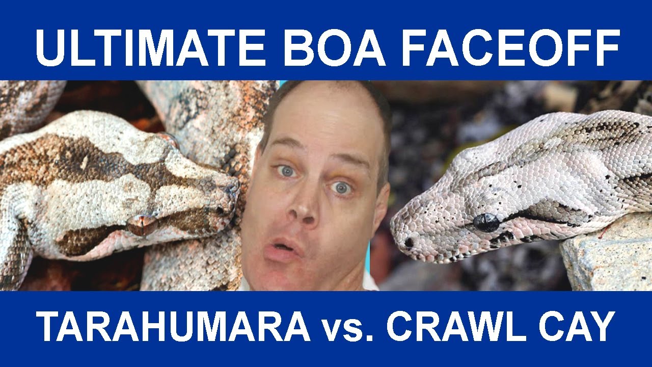 Ultimate Boa Faceoff: TARAHUMARA vs CRAWL CAY (Battle of the DWARF BOAS)!