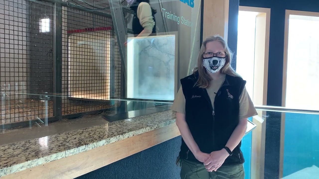 Como Live: International Polar Bear Day