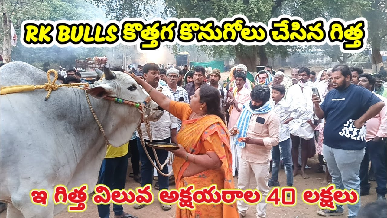 Rk bulls కొత్త గా కొనుగోలు చేసిన గిత్త#trending #viwes10milionplace #viral #viralvideo #viralvideos 