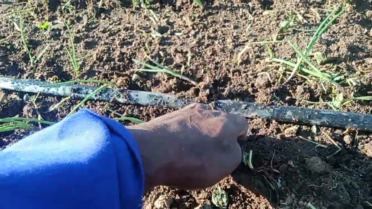 КАК САЖАТЬ ЛУК С ПОМОЩЬЮ КАПЕЛЬНОГО ПОЛИВА @keffarmeragribusinesshub3891