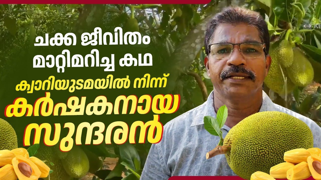 ചക്ക ജീവിതം മാറ്റിമറിച്ച കഥ,ക്വാറിയുടമയില്‍ നിന്ന് കര്‍ഷകനായ സുന്ദരന്‍ | Jackfruit Farming | Jackify