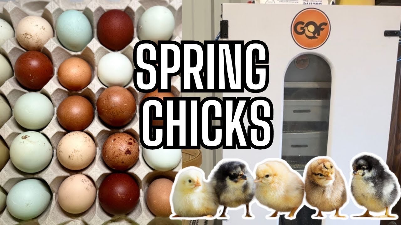 Chickens Galore | Spring Chicks Are Hatching |Incubating Eggs| Rainbow Egg Envy | Hatchery Farm Life