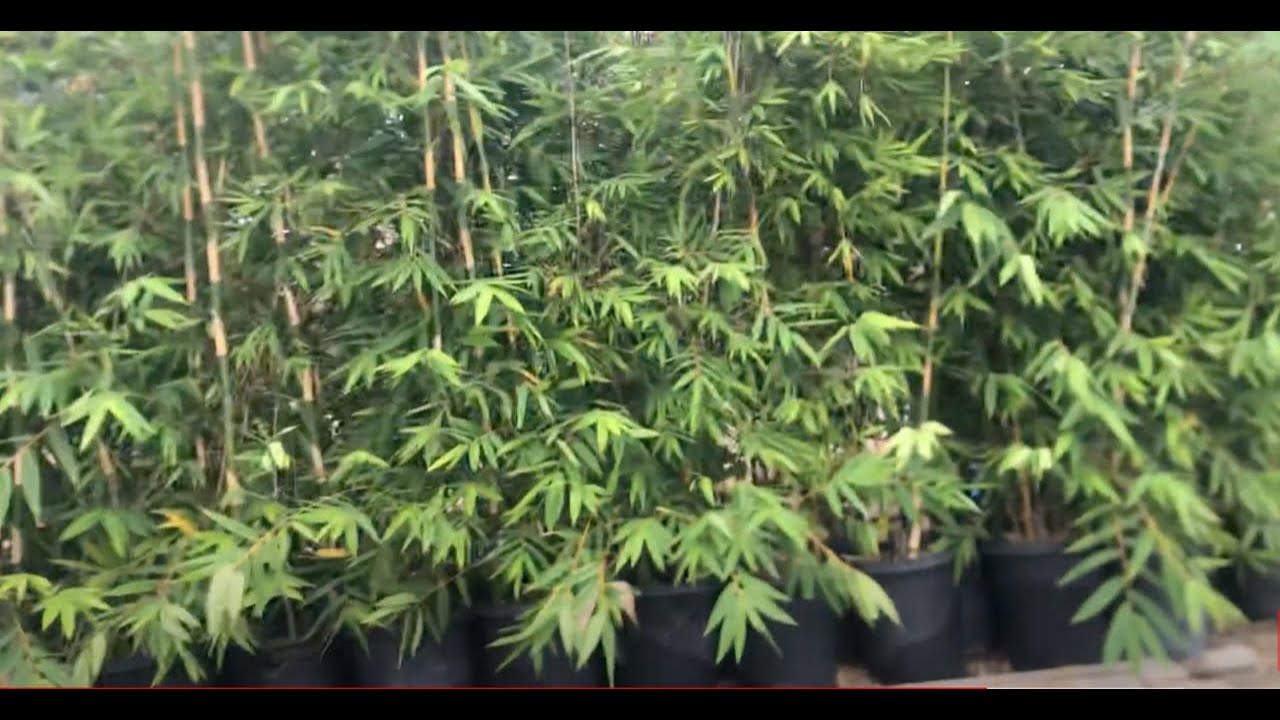 Huge Clumping Timber Bamboo For Sale! Bambusa oldhameii
