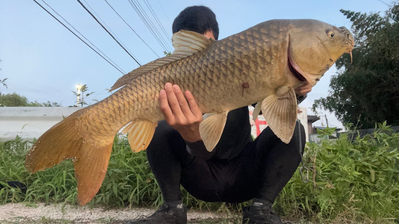 鱒レンジャーで巨大鯉を釣り上げた