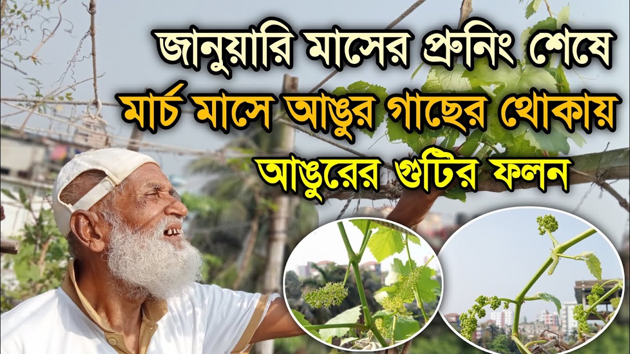 মার্চ মাসে আঙুর গাছের থোকায় আঙুরের গুটির ফলন | grapes tree plants | আঙুর চাষ পদ্ধতি | Garden