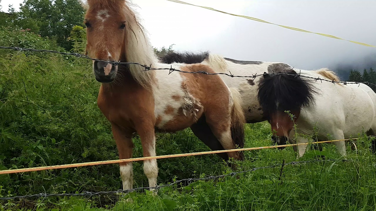 Furia cavallo del west