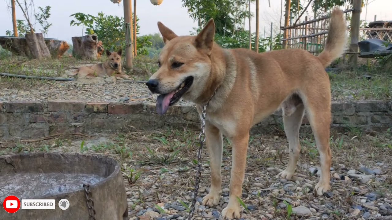 HƯỚNG DẪN CHỌN CHÓ SĂN ĐẸP, CHÓ SĂN HAY