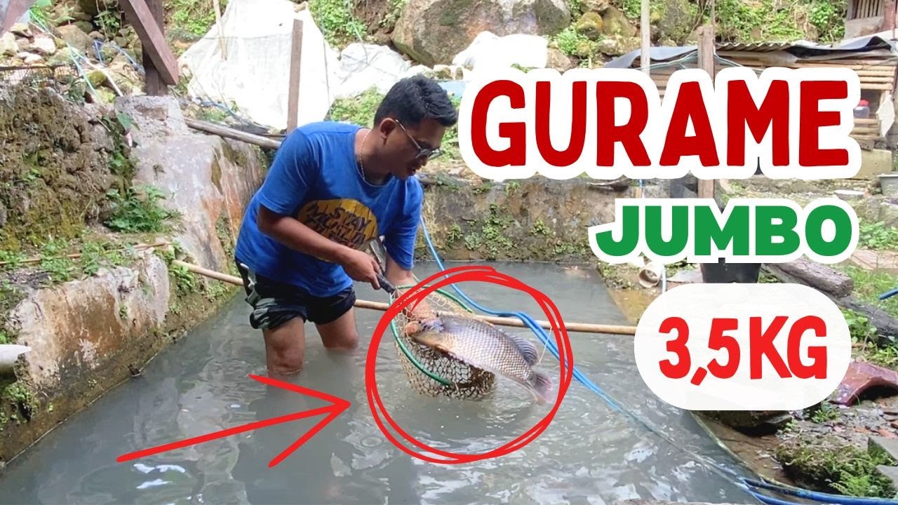 Panen Gurame Raksasa 3.5 Kg | Harvesting Giant Gourami Fish