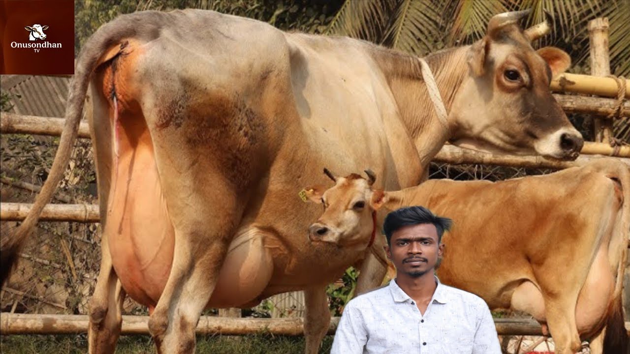 আজ সুমন ভাইয়ের দামে সকল হাঁট ও খামারী চ্যালেঞ্জ! মাত্র ১৮৫ তে বাচ্চা সহ ২১ লিটার দুধের গাভী।