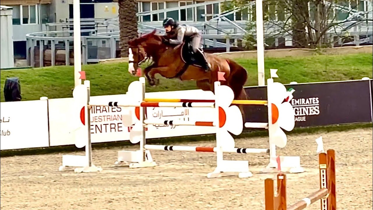 Diva DXB (Ogano Sitte × Calvaro Z) A superstar mare that always gives her best!! 🕊️💎🪽