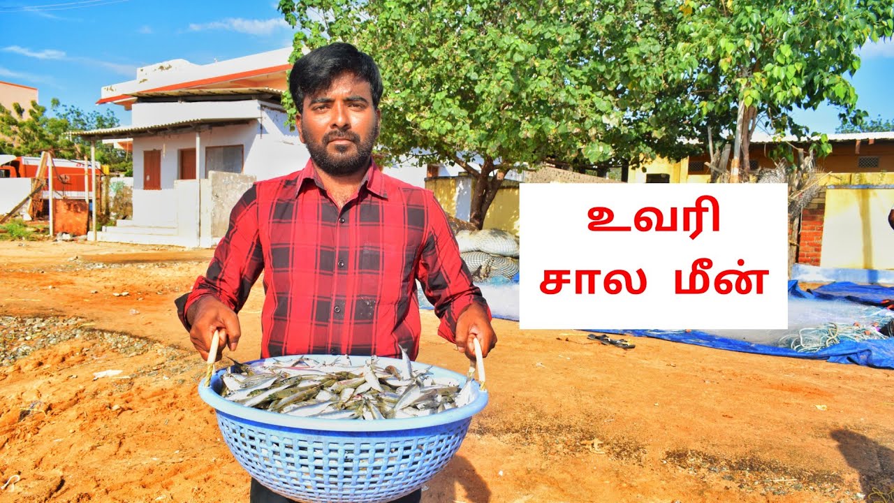 உவரி சால மீனின் விலை | முத்துநகர் மீனவன்