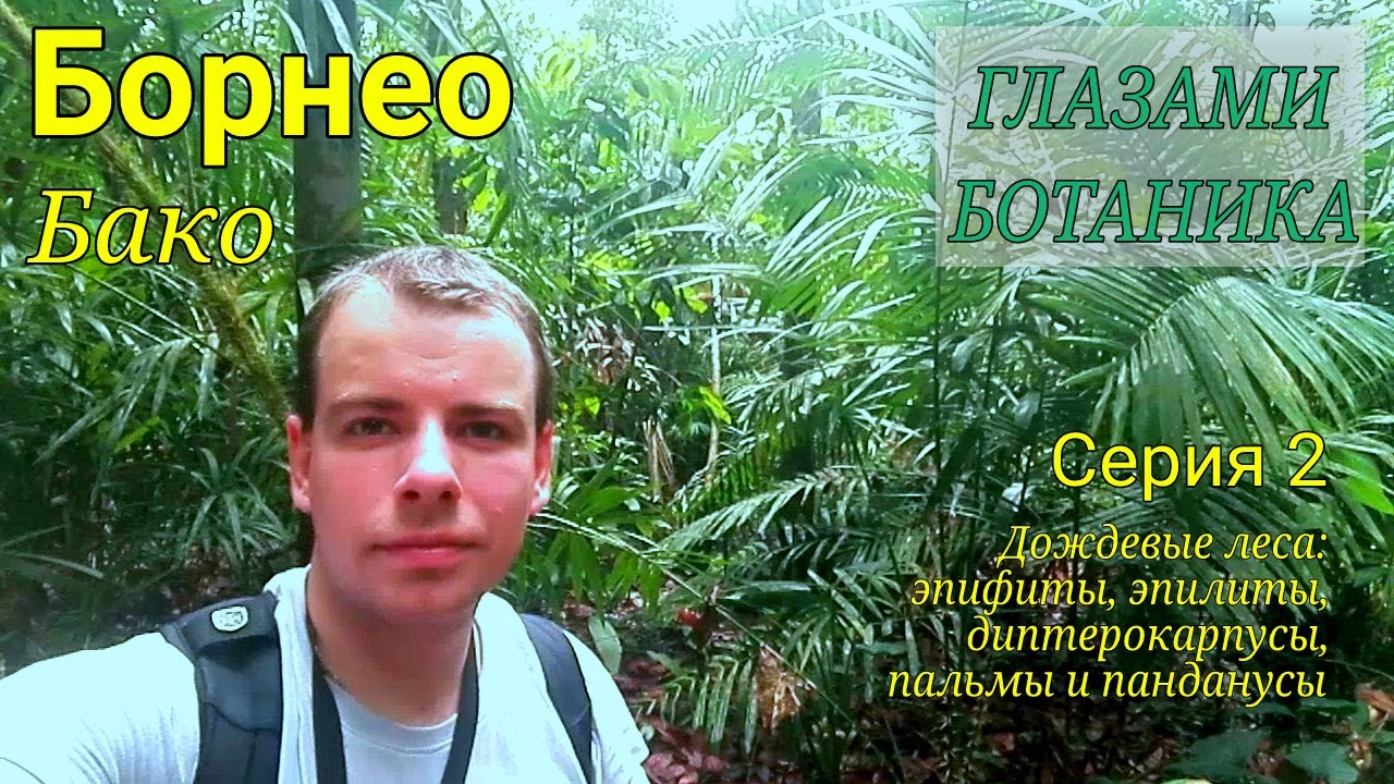 Борнео — Бако — Серия 2 — Дождевой лес: эпифиты, эпилиты, диптерокарпусы, пальмы и панданусы