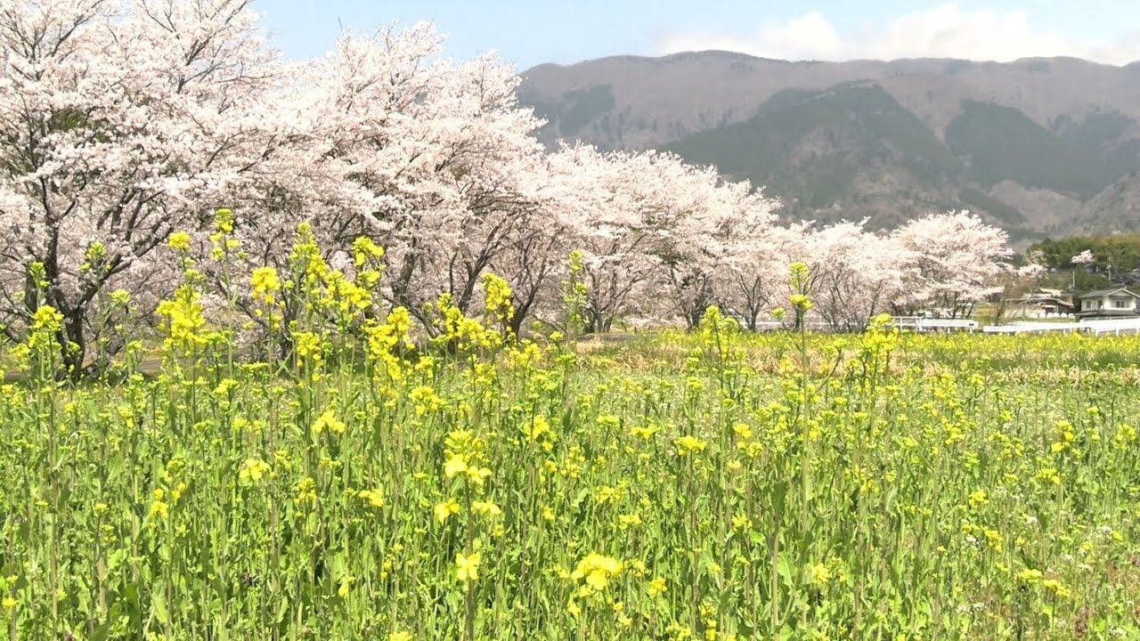 「私ら毎日見てますから」春爛漫の奈義町　散り始めた桜と菜の花の競演に 約2万株のチューリップ無料開放も【岡山】