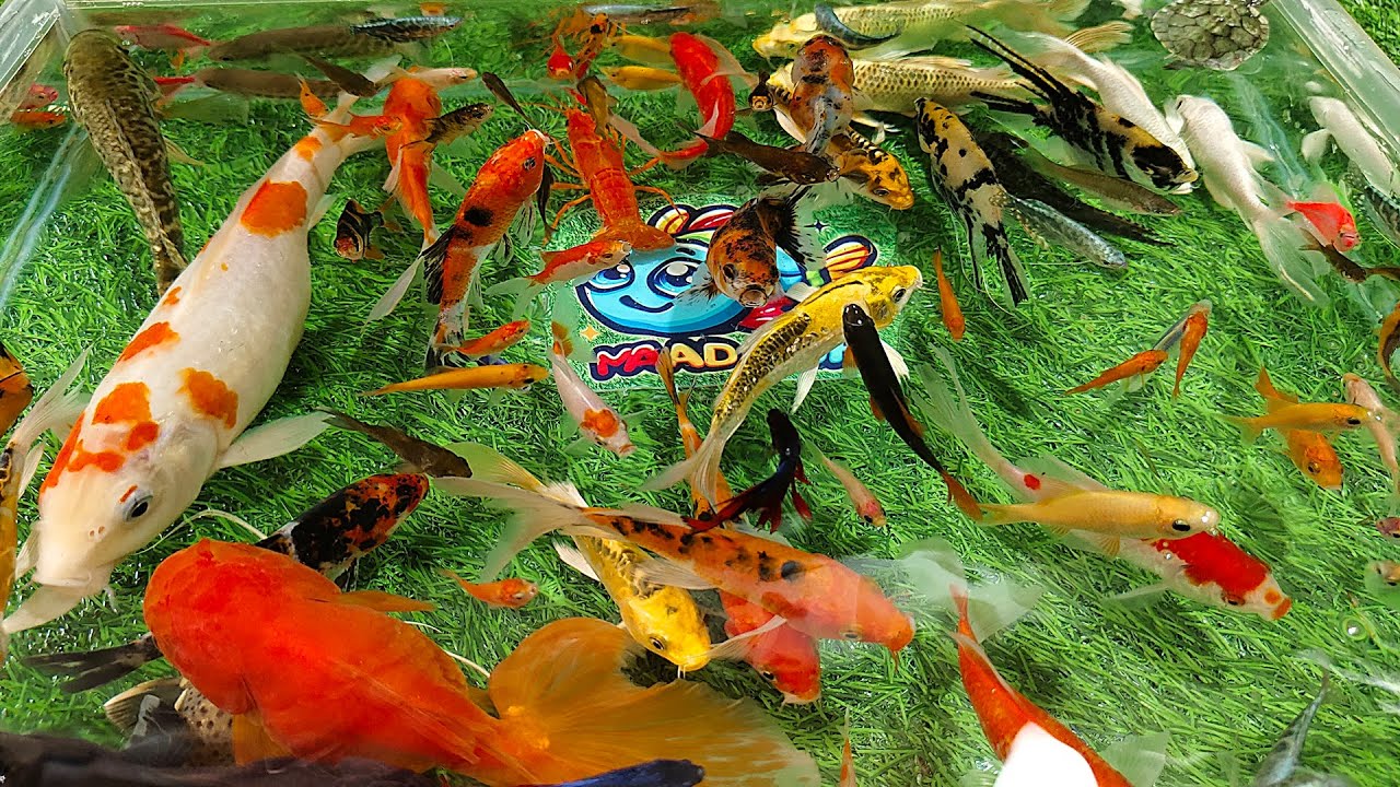 Unboxing Ikan Hias Aquarium, Ikan Koi, Ikan Cupang, Ikan Lele, Ikan Mas Koki, Lobster, Kura-Kura