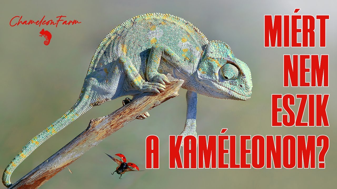 ChameleonFarm - Nem eszik a kaméleonom. Mi lehet az oka?