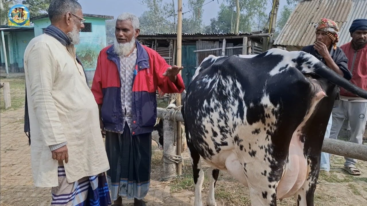 @ আজ ২/২/২০২৬|| আমবাড়ী হাটে উন্নত জাতের দুধের গাভী বাছুর সহ দাম||
