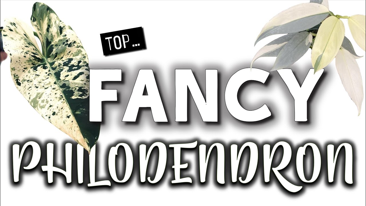 Fancy Philodendron | Top Rarest & Most Expensive Philodendron Types