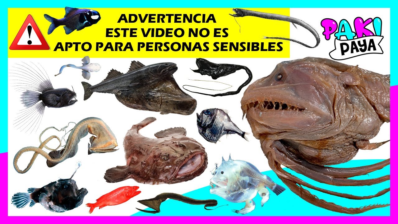 ⚠️🔴 ¡LOS PECES ABISALES! • Zona abisal 🐟 Deep-sea fish ANIMALES MARINOS