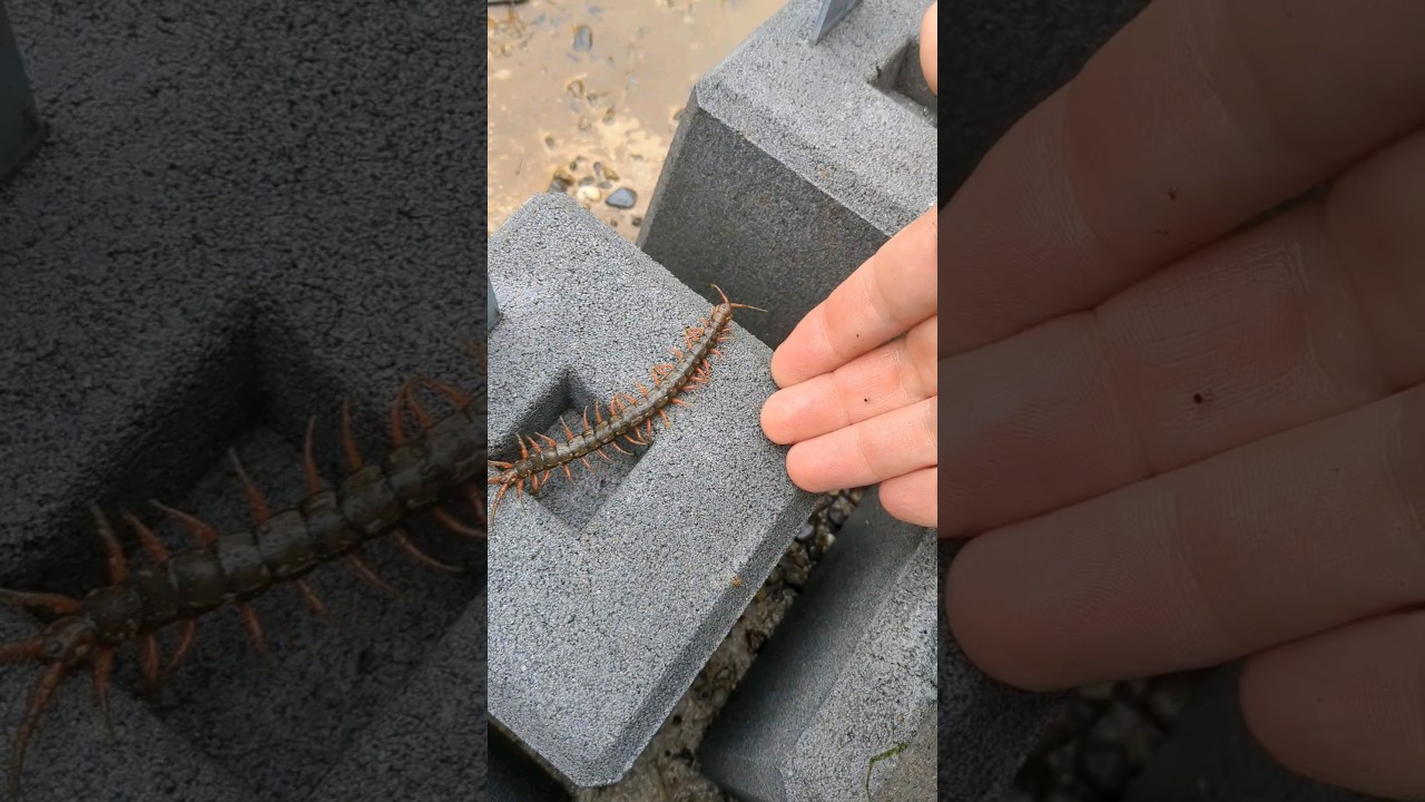 Mukade 𓆨| #centipede #shorts