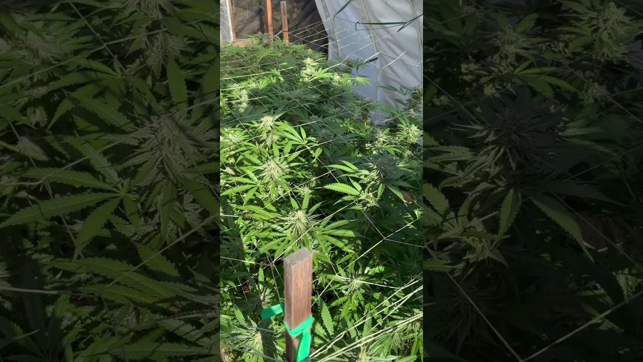 Dep in bloom in the deps #garden #lightdep #greenhouse #medicalcannabis