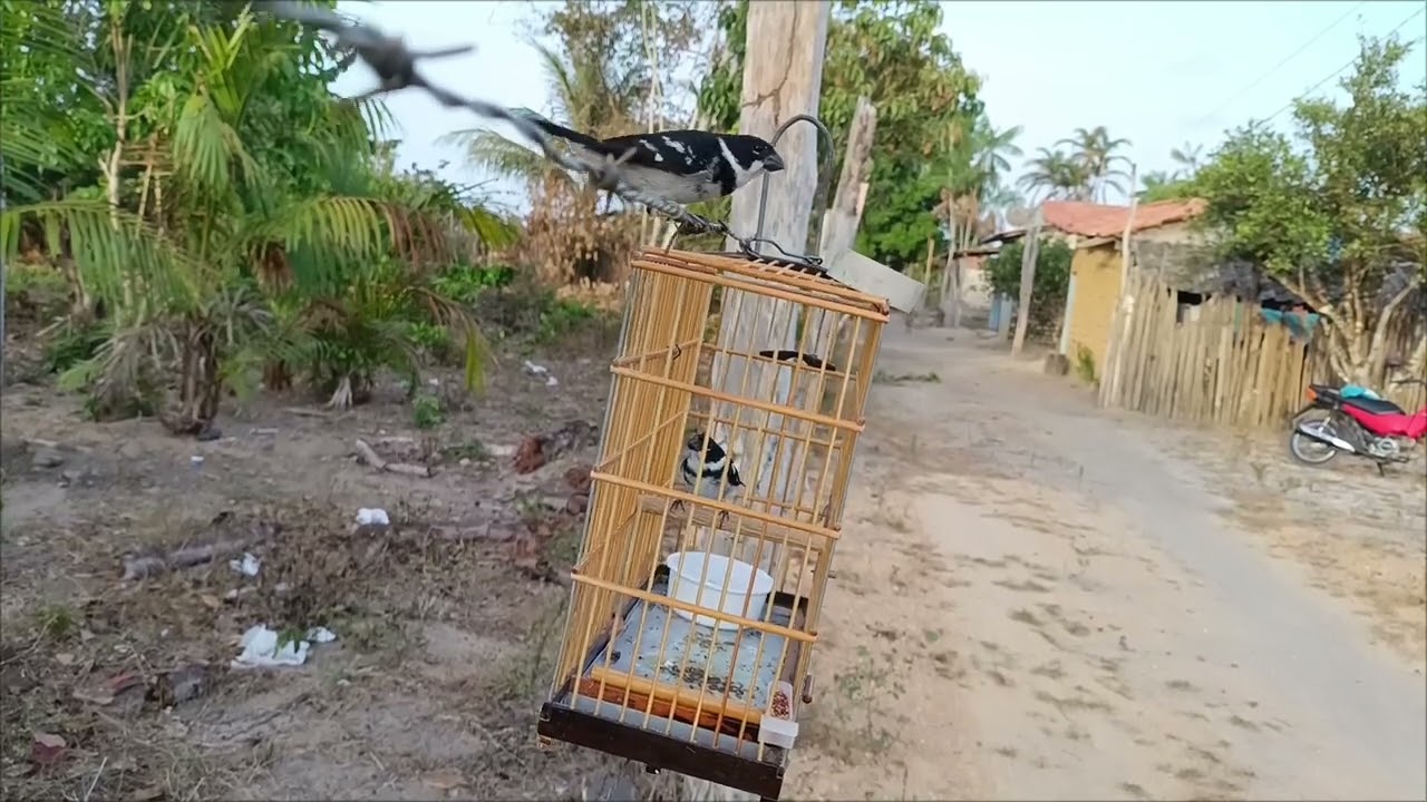 Patativa PARAGUAIA iniciando no mundo da pegadas 27/10/2024 capitão poço